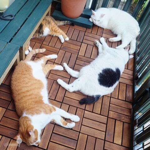 coco & fumi & Lin & Ryu