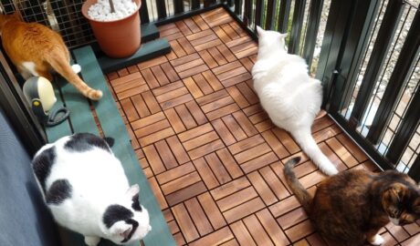 coco & fumi & Lin & Ryu