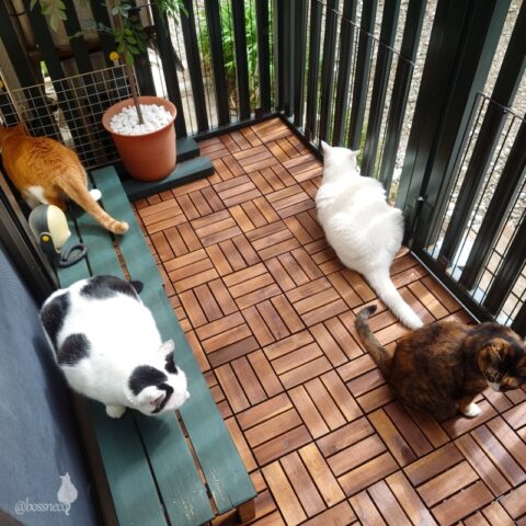 coco & fumi & Lin & Ryu