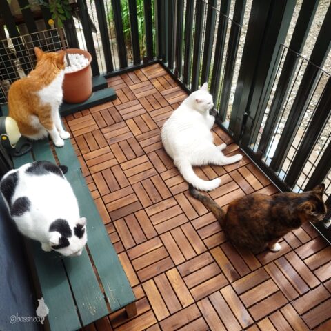 coco & fumi & Lin & Ryu