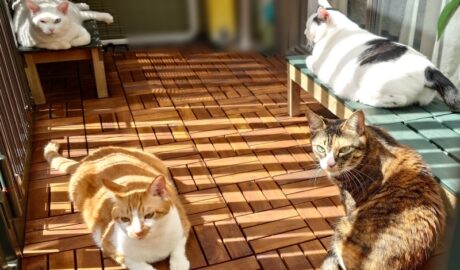 coco & fumi & Lin & Ryu