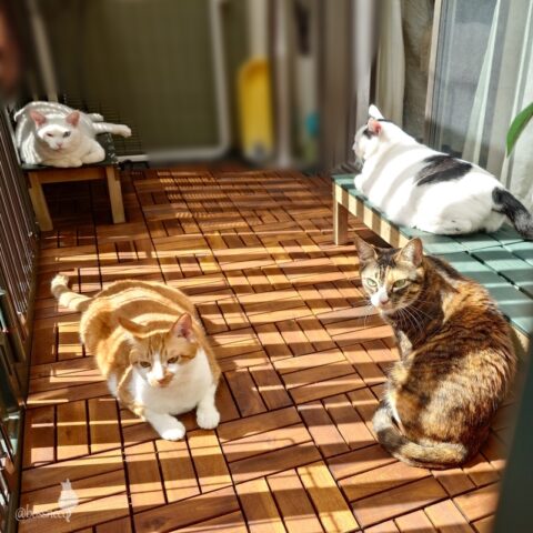 coco & fumi & Lin & Ryu