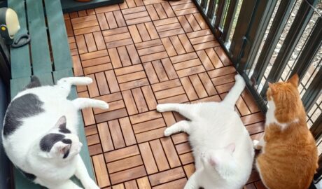 coco & fumi & Lin & Ryu