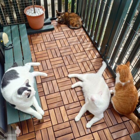 coco & fumi & Lin & Ryu