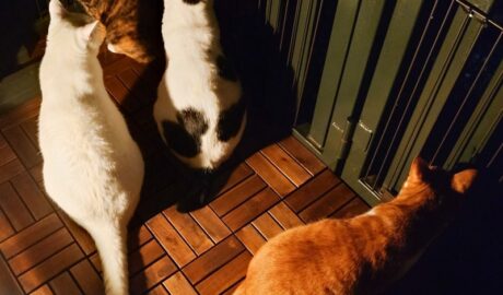 coco & fumi & Lin & Ryu