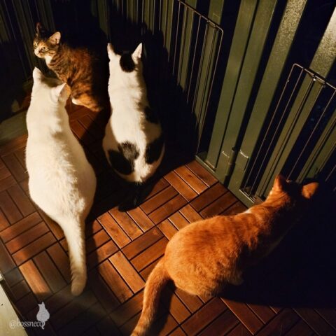 coco & fumi & Lin & Ryu