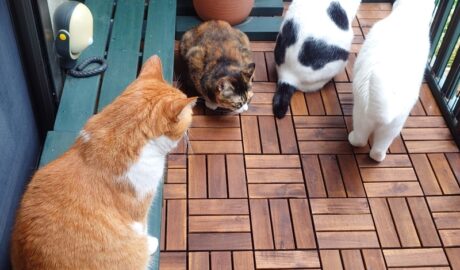 coco & fumi & Lin & Ryu