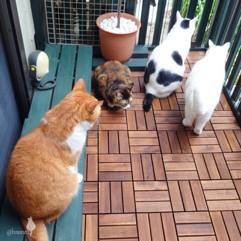 coco & fumi & Lin & Ryu