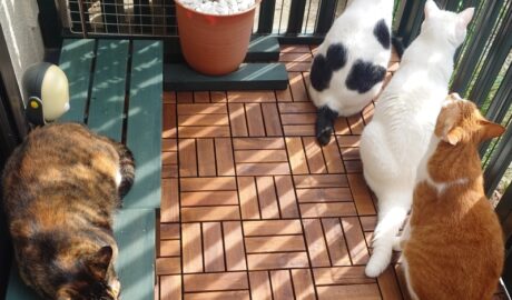 coco & fumi & Lin & Ryu