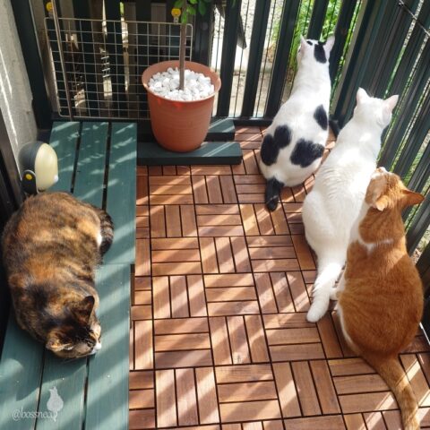 coco & fumi & Lin & Ryu