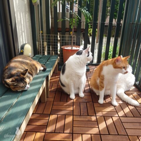 coco & fumi & Lin & Ryu