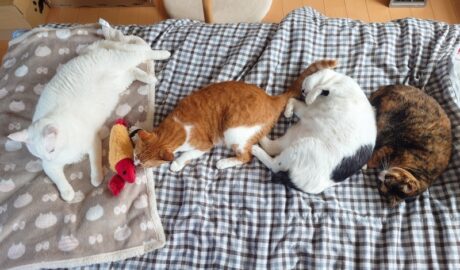 coco & fumi & Lin & Ryu