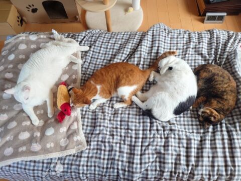 coco & fumi & Lin & Ryu