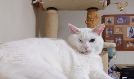 coco & fumi & Lin & Ryu