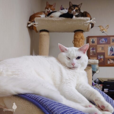 coco & fumi & Lin & Ryu