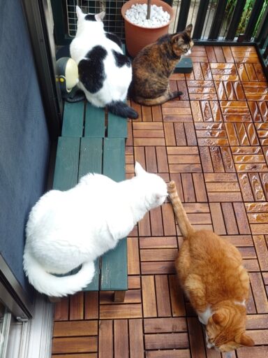 coco & fumi & Lin & Ryu