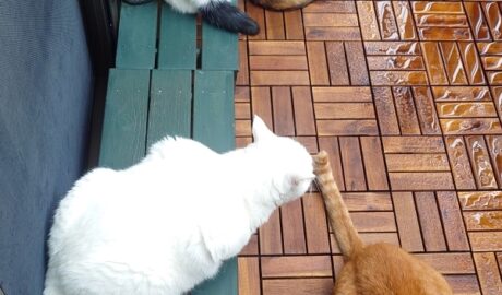 coco & fumi & Lin & Ryu