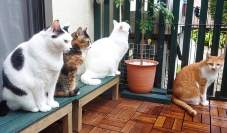 coco & fumi & Lin & Ryu