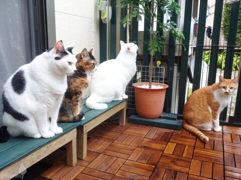 coco & fumi & Lin & Ryu