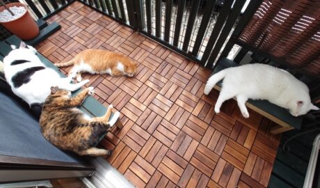 coco & fumi & Lin & Ryu