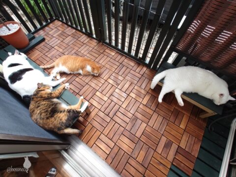 coco & fumi & Lin & Ryu