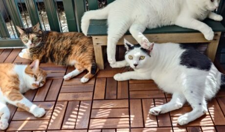 coco & fumi & Lin & Ryu