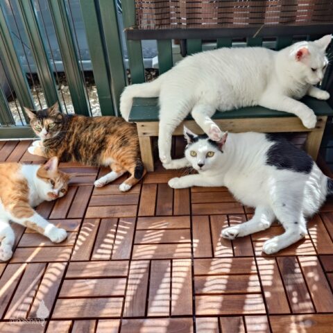 coco & fumi & Lin & Ryu