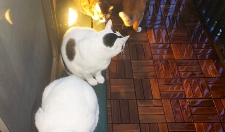 coco & fumi & Lin & Ryu