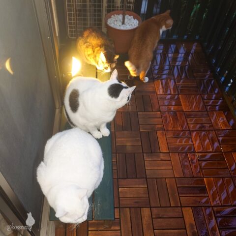 coco & fumi & Lin & Ryu