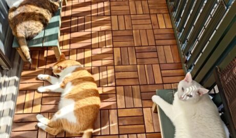 coco & fumi & Lin & Ryu