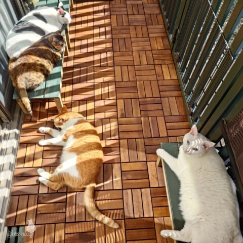 coco & fumi & Lin & Ryu