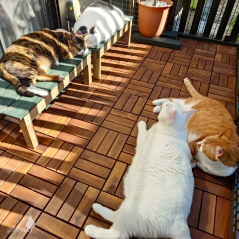 coco & fumi & Lin & Ryu