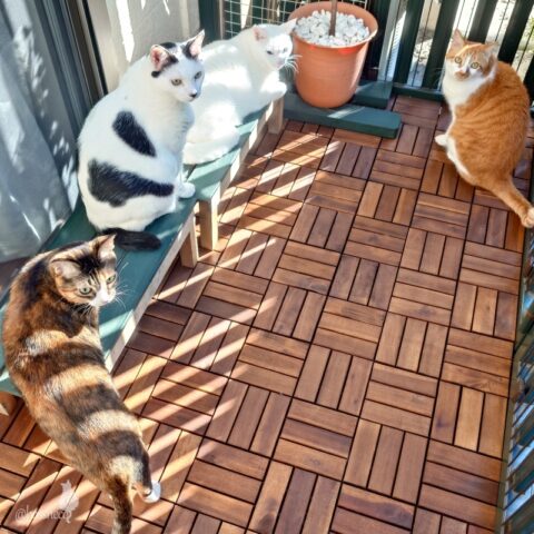 coco & fumi & Lin & Ryu