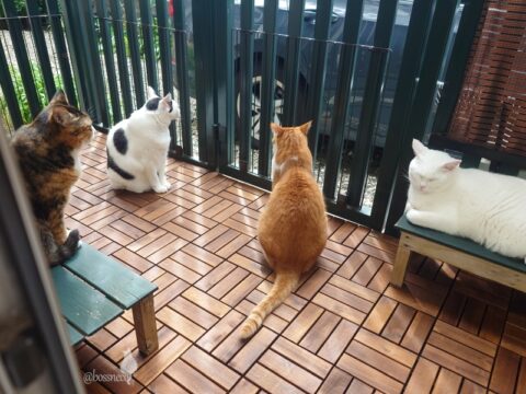 coco & fumi & Lin & Ryu