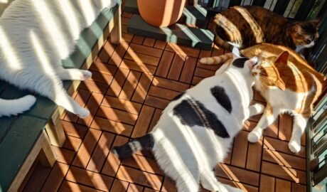 coco & fumi & Lin & Ryu