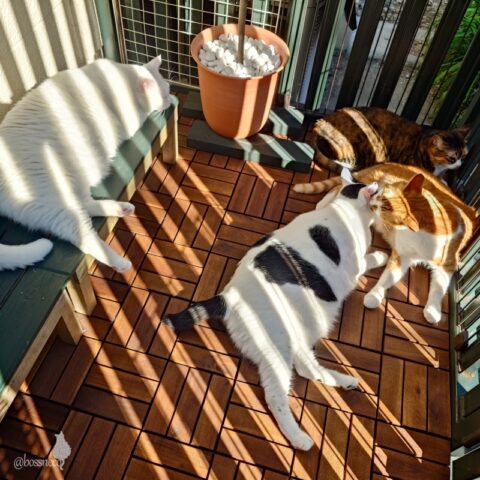 coco & fumi & Lin & Ryu