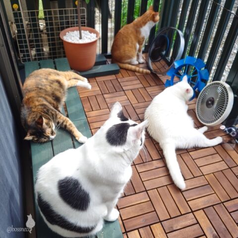 coco & fumi & Lin & Ryu