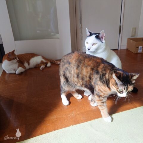 coco & fumi & Lin