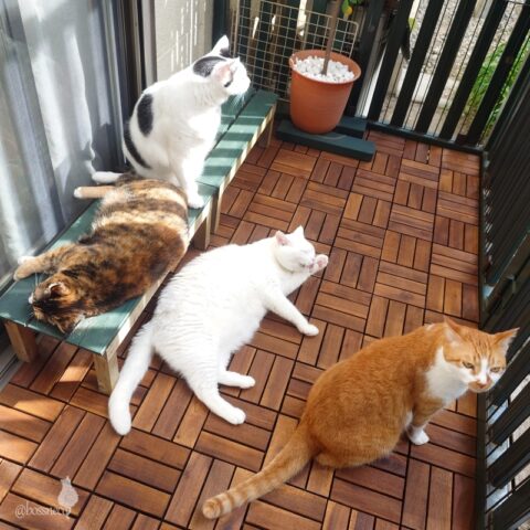 coco & fumi & Lin & Ryu