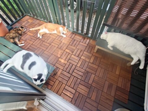 coco & fumi & Lin & Ryu