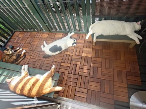 coco & fumi & Lin & Ryu