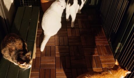 coco & fumi & Lin & Ryu