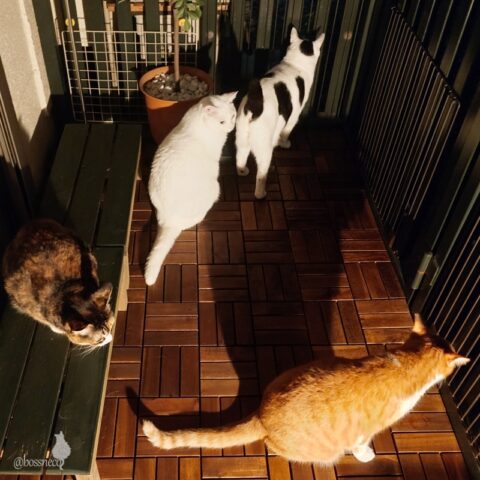 coco & fumi & Lin & Ryu