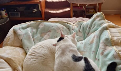 coco & fumi & Lin & Ryu