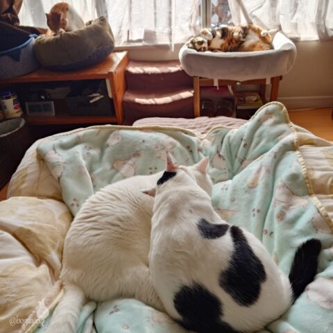 coco & fumi & Lin & Ryu