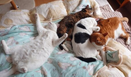 coco & fumi & Lin & Ryu