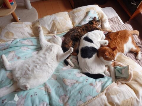 coco & fumi & Lin & Ryu