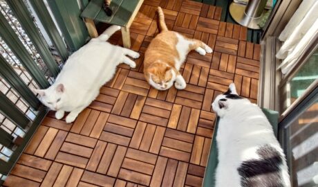 coco & fumi & Lin & Ryu