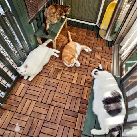 coco & fumi & Lin & Ryu