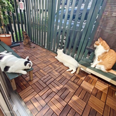 coco & fumi & Lin & Ryu